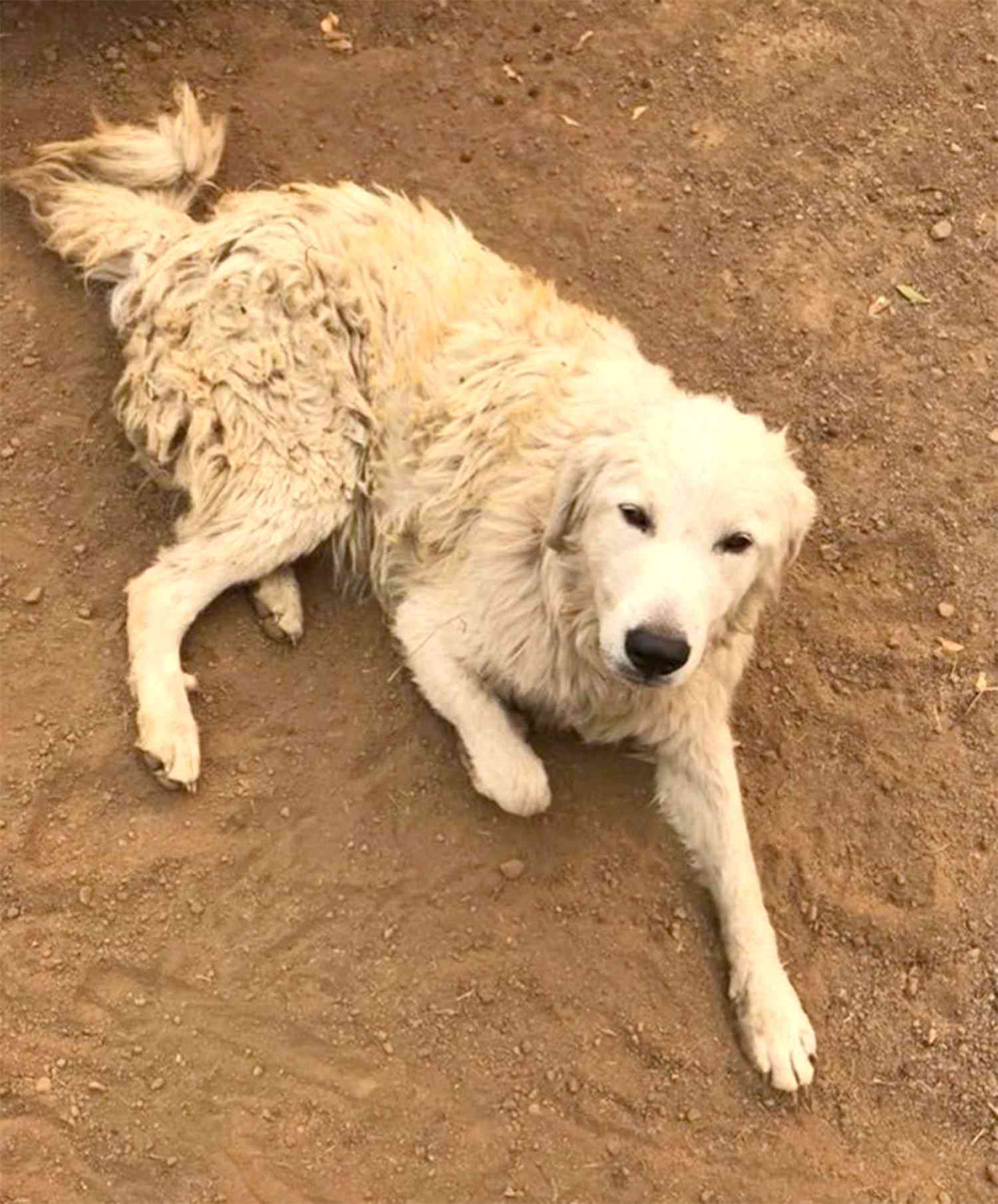 Odin the dog